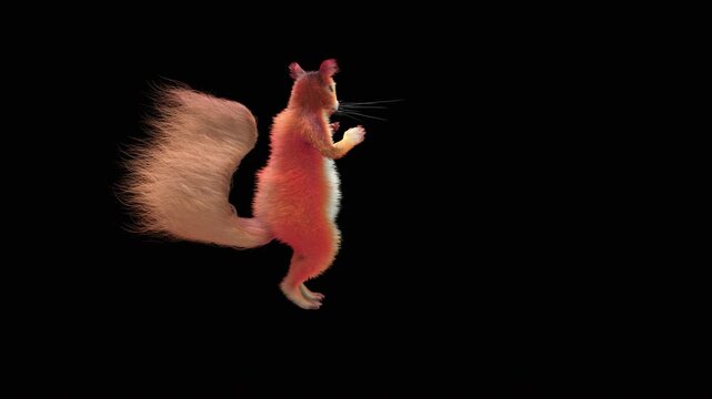 Realistic dancing squirrel performing rumba dance animation with alpha channel transparent background