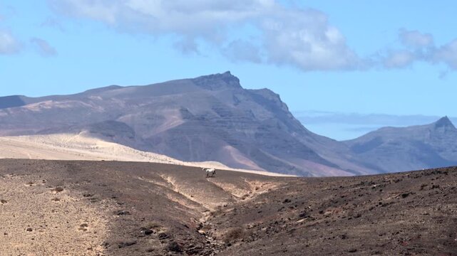 Majorera Goats Grazing in Volcanic Badlands, Traditional Goat Cheese Production, Fuerteventura and Lanzarote, Canary Islands