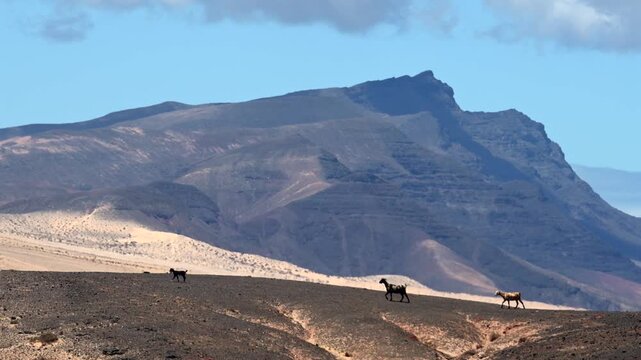 Majorera Goats Grazing in Volcanic Badlands, Traditional Goat Cheese Production, Fuerteventura and Lanzarote, Canary Islands
