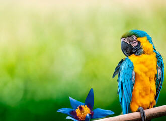 blue and gold macaw © Apex Pixels