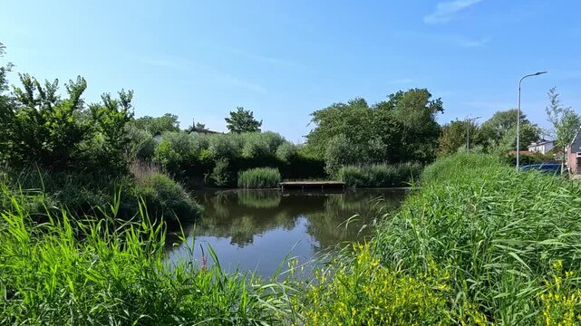 The image depicts a natural freshwater landscape featuring a pond or small lake surrounded by dense emergent vegetation, including common reed (Phragmites australis).