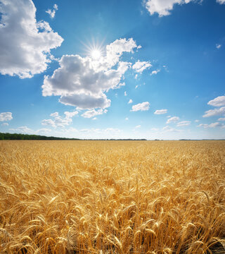 Scenic vertical landscape panorama of ripe golden wheat field ready for harvest under a blue sky with bright sunburst.