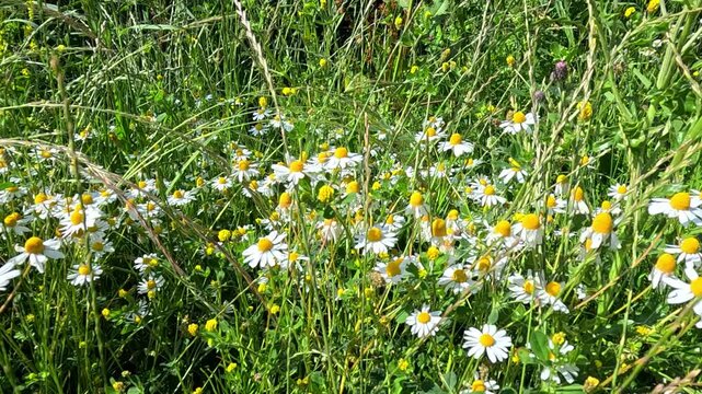 A flowering field of German chamomile (Matricaria chamomilla L., syn. Matricaria recutita L.), or a closely related species of the genus Matricaria (family Asteraceae).
