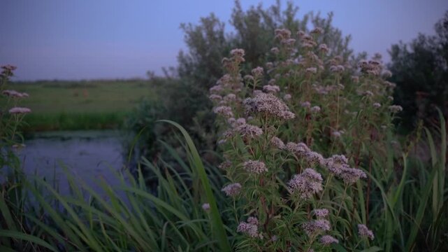 Hemp-Agrimony (Eupatorium cannabinum) Blooming at Twilight on a Riverbank in the Dutch Countryside.