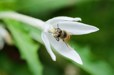 bees on flowers pollinating for honey production © Moises Castro M