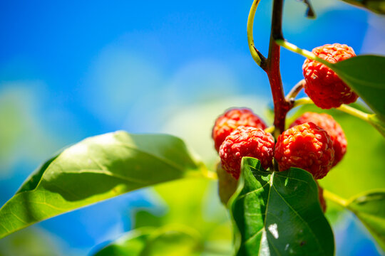 Ripe Red Paper Mulberry Fruits on Tree Branch in Sunlight Close Up. Broussonetia papyrifera. Ripe red paper mulberry fruits growing on a branch in sunlight, against a background of green leaves.