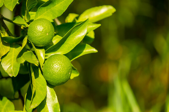 Unripe oranges on the branches. Citrus trees with green tangerines. Lemons and oranges on tree branches.