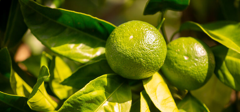 Unripe oranges on the branches. Citrus trees with green tangerines. Lemons and oranges on tree branches.