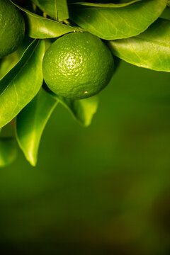 Unripe oranges on the branches. Citrus trees with green tangerines. Lemons and oranges on tree branches.