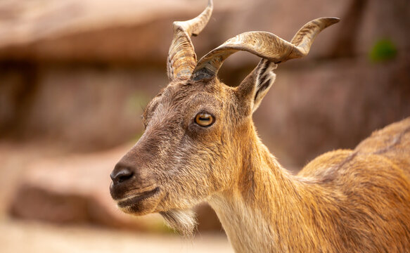 A wild ibex. A markhor (Capra falconeri), a wild goat native to Central Asia, the Karakoram, and the Himalayas, sits atop a cliff. Males have tightly curled, corkscrew-shaped horns up to 160 cm long.