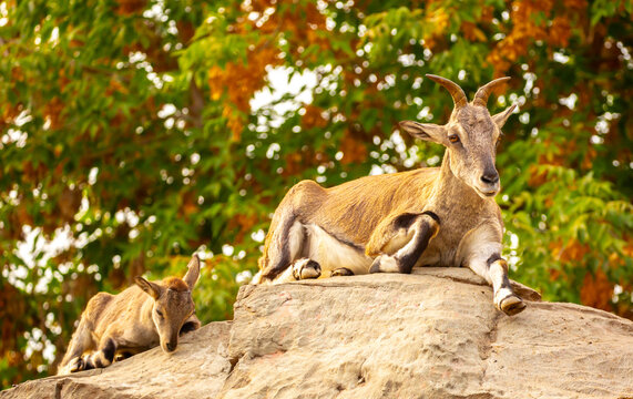 A wild ibex. A markhor (Capra falconeri), a wild goat native to Central Asia, the Karakoram, and the Himalayas, sits atop a cliff. Males have tightly curled, corkscrew-shaped horns up to 160 cm long.