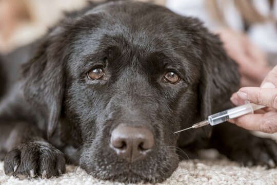 Black labrador receiving vaccination by a veterinarian at home