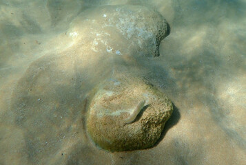 Piccolo pesce su una roccia in un fondale marino sabbioso, ripresa subacquea alla Spiaggia della Gallina in Sicilia 090 © bellux