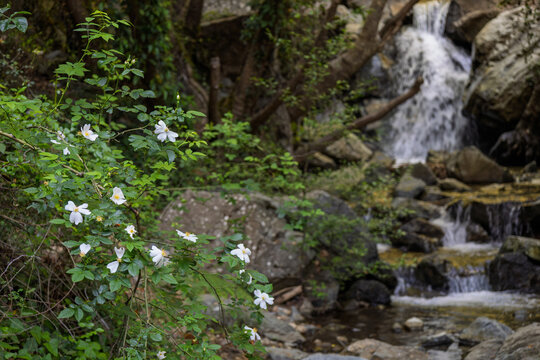 Wild white rose blooming on rocky slope in a lush green forest in Cyprus