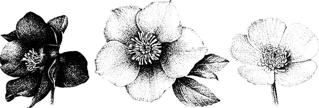 Black and white stippled botanical composition of aconite hellebore and buttercup for vintage floral artwork and surface pattern design