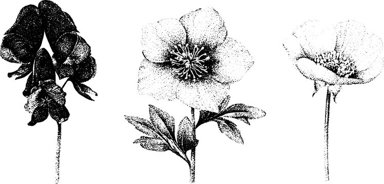 Black and white stippled botanical drawing of aconite hellebore and buttercup for vintage floral design elements and wallpaper
