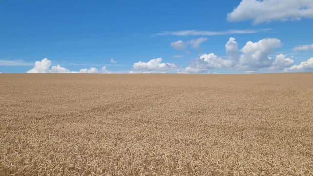 Scenic panoramic view of golden wheat field under blue sky with white clouds. Dry ears of ripe wheat sway slowly in the wind. Agricultural land with organic grains.