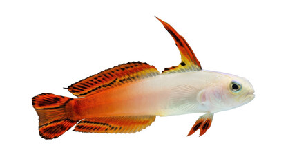 Fototapeta premium Dartfish Studio Photograph on White Background