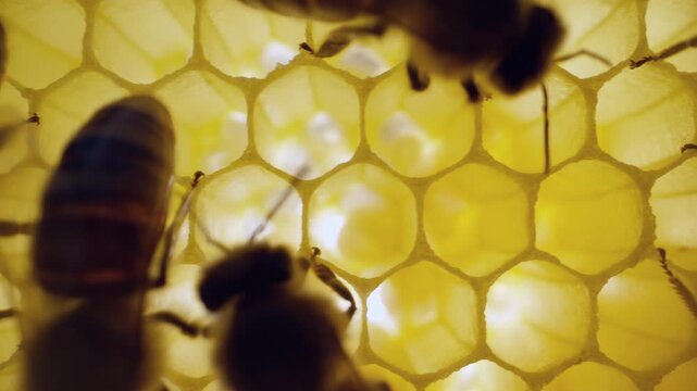 Macro view of honey bees moving across honeycomb containing developing larvae. Active worker bees nurture the brood inside the hive, illustrating pollination, cooperation and colony development.
