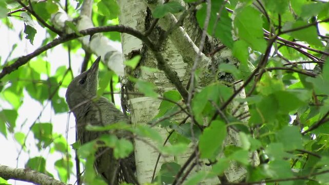 A young gray woodpecker sits on a birch tree in the wild.