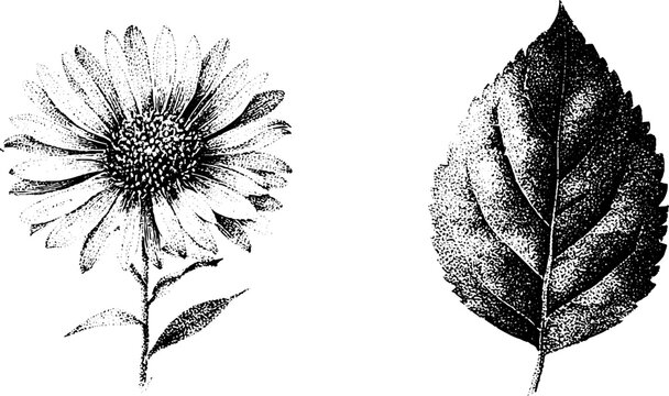 Aster flower and single leaf black and white stippling botanical engraving element for vintage floral label and decorative design background
