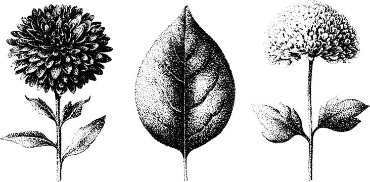 Black and white stipple aster and flower leaf drawing set for botanical design background and vintage poster use