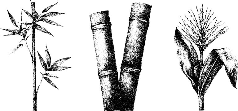 Black and white stippling botanical drawings of bamboo sugarcane and cornstalk for vintage botanical design background and educational print