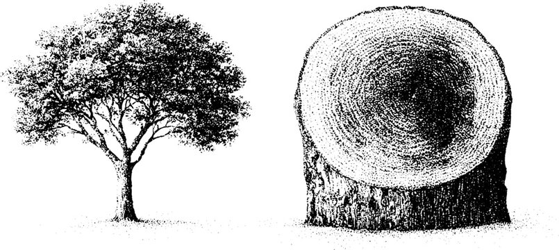 Basswood tree and tree trunk cross section in black and white stippling for botanical poster and texture background