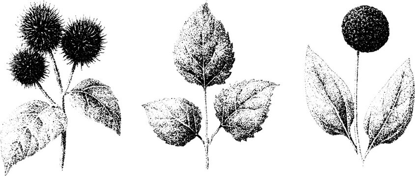 Black and white stippled botanical study of burdock seedheads stem and round plantain flower for vintage botanical poster and background design