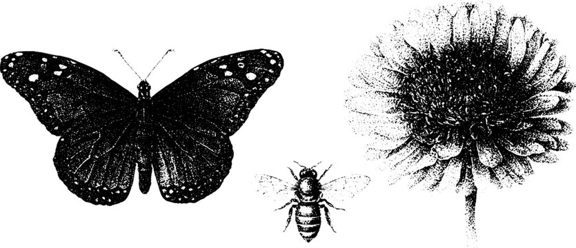 Black and white stippled butterfly and bee with daisy bloom for botanical poster and decorative background design
