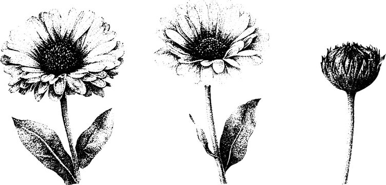 Black and white stippled calendula plant flower and seed head illustration for herbal label background and botanical design
