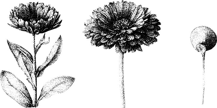 Black and white stippled calendula blossom seed and stem botanical study illustration for packaging background and floral design