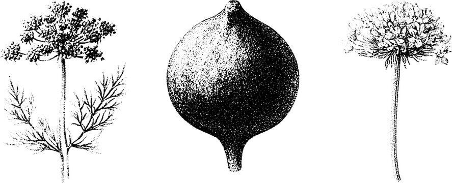 Black and white stippled botanical caraway plant seed and flower study for herb label and botanical print design
