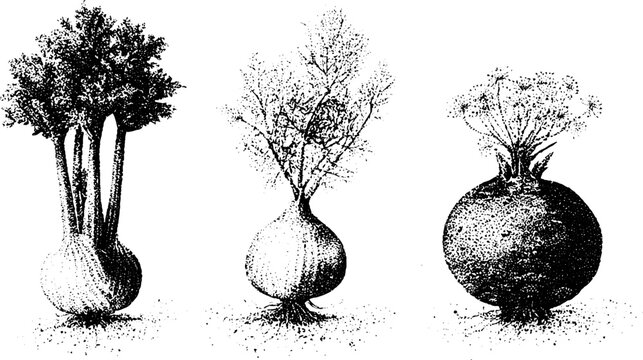 Celery fennel celeriac black white stippling botanical illustration trio for herb and root vegetable label and packaging design