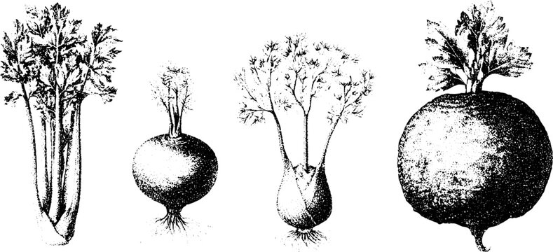 Celery turnip fennel celeriac black white stippling botanical illustrations for vintage vegetable label and packaging design
