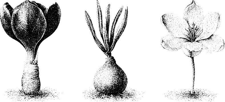 Black and white stippled botanical illustration of crocus flower and corm bulb for vintage label background and botanical study design