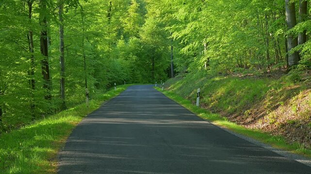 Wald, Stra&szlig;e, abends, Buchenwald, Fr&uuml;hling, Rohtenbuch, Spessart, Bayern, Deutschland