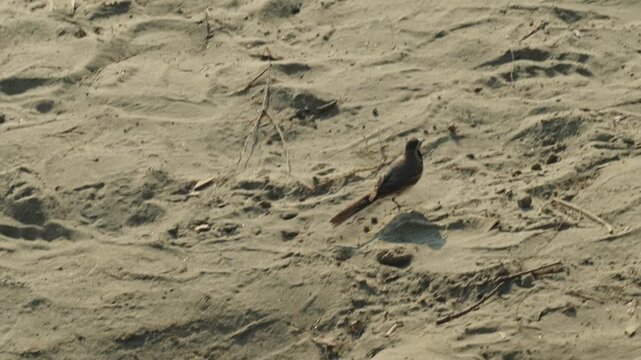  A small wagtail bird walks along a wet sandy riverbank.
