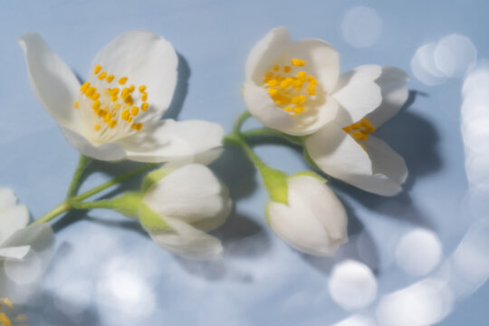 Jasmine flowers with soft filter effect
