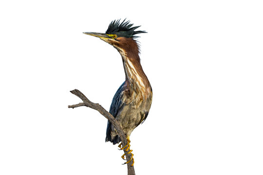 Green Heron (Butorides virescens) Photo, Perched and on Alert, on a Transparent, Isolated PNG Background