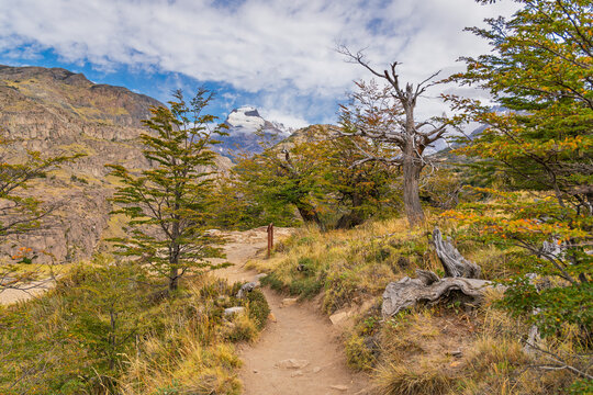 Breathtaking view of Cerro Torre from a trekking path in Los Glaciares National Park, featuring a dramatic contrast between the arid steppe, golden vegetation, and ancient native trees
