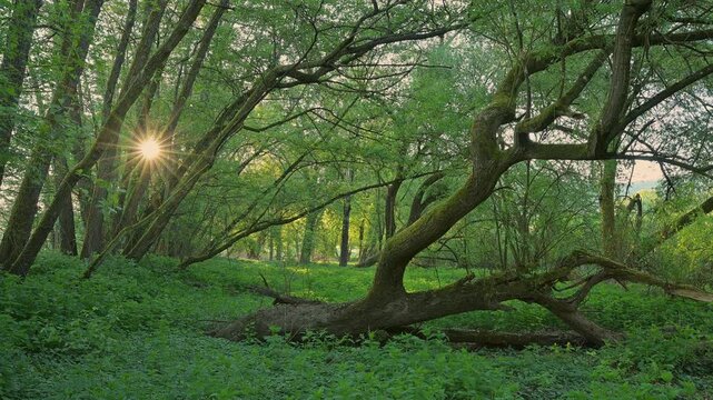 Sonnenstrahlen durchdringen einen, gr&uuml;nen Wald mit gekr&uuml;mmten B&auml;umen, Boxtal, Main-Boxtal, Tauber-Kreis, Baden-W&uuml;rttemberg, und Stadtprozelten, Dorfprozelten, Main, Spessart, Bayern, Deutschland