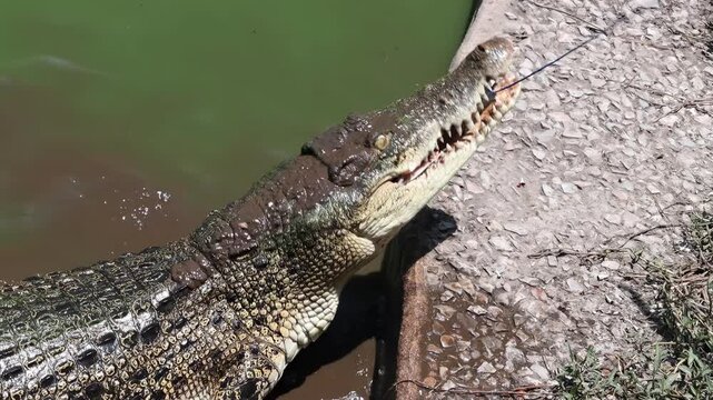 Crocodile in the water and tearing meat hanging on a rope