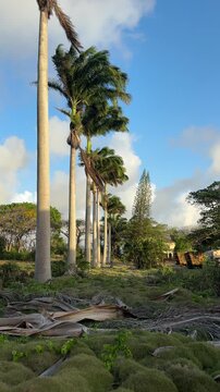 Tall royal palms swaying in the breeze, tropical estate, Barbados