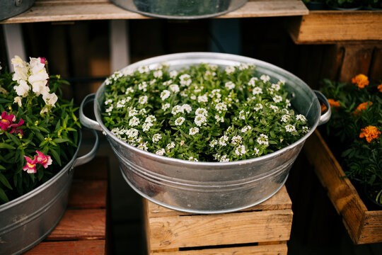 Rustic spring garden flowers in metal tub on crate