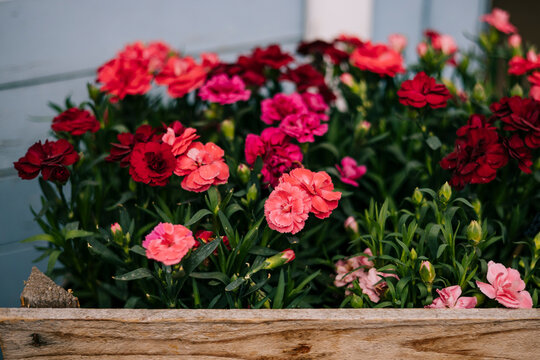 Rustic spring garden planter filled with blooming dianthus