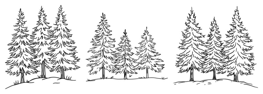 Pine trees group in vintage engraving sketch style