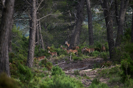 Mouflon herd among pine trees in a quiet forest