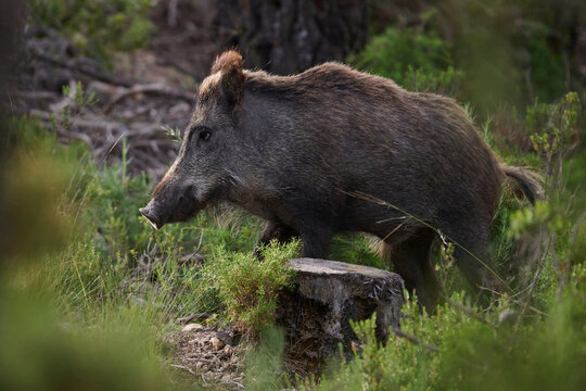 Wild boar in forest clearing with green undergrowth