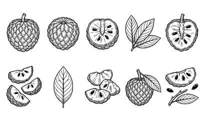Fototapeta premium Custard Apple Line Art Vector Set, Sugar Apple Fruit, Leaves, Whole, Half and Slice Botanical Illustration Collection